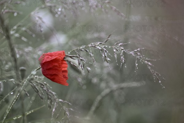 Corn poppy (Papaver rhoeas) in dew-covered grass, Lower Rhine, North Rhine-Westphalia, Germany