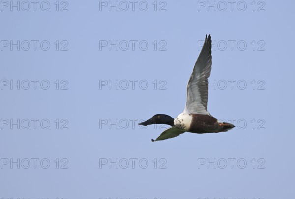 Flying drake of the shoveler (Anas clypeata) in front of a blue sky, Lower Rhine, North Rhine-Westphalia, Germany