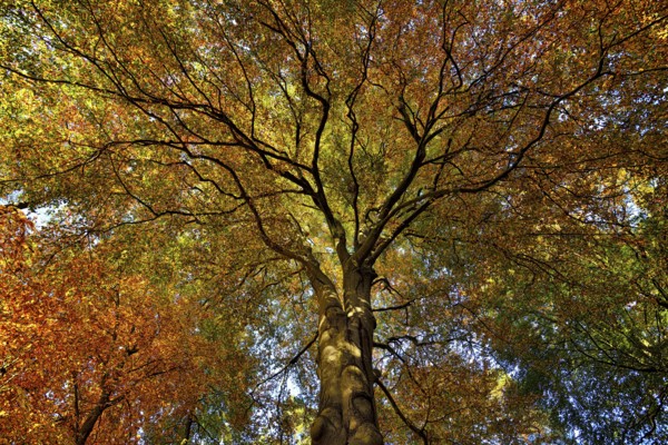 Autumnal colourful crown of the copper beech (Fagus sylvatica), Lower Rhine, North Rhine-Westphalia, Germany