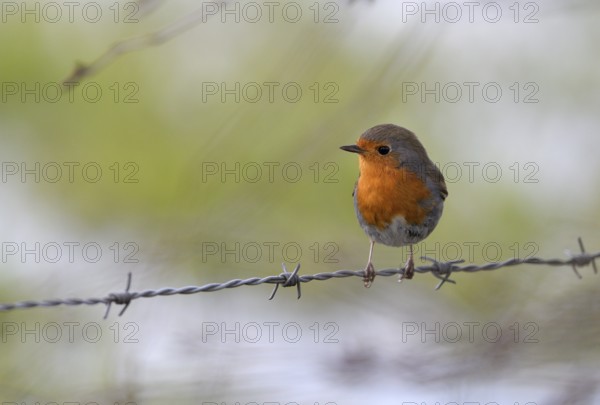 European robin (Erithacus rubecula), Lower Rhine, North Rhine-Westphalia, Germany