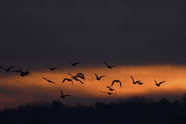 Flying grey geese (Anser anser) at dawn, Lower Rhine, North Rhine-Westphalia, Germany