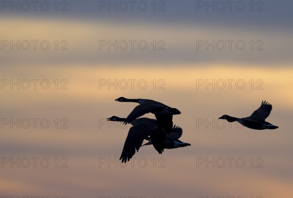 Flying grey geese (Anser anser), Lower Rhine, North Rhine-Westphalia, Germany