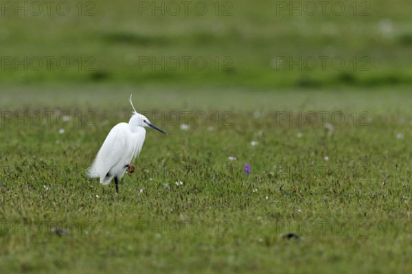 Little Egret (Egretta garzetta) standing in a meadow, Texel, North Holland, Netherlands
