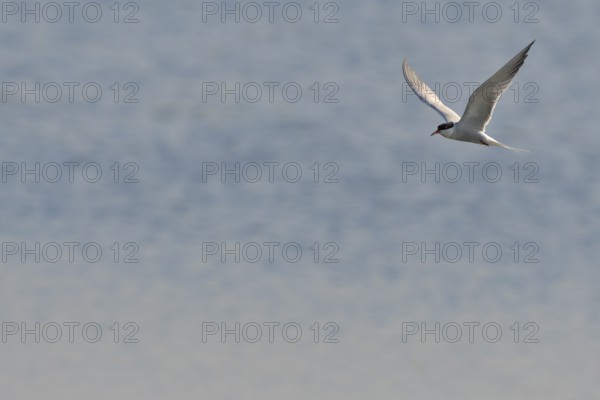 Common Tern (Sterna hirundo) in flight, Lower Rhine, North Rhine-Westphalia, Germany