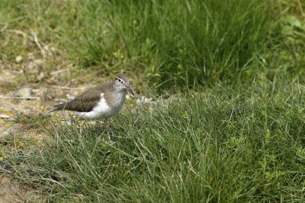 Common sandpiper (Actitis hypoleucos), Texel, North Holland, Netherlands