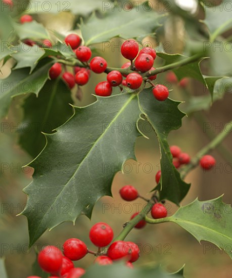 Ilex (Ilex aquifolium), leaf with red berries, Lower Rhine, North Rhine-Westphalia, Germany