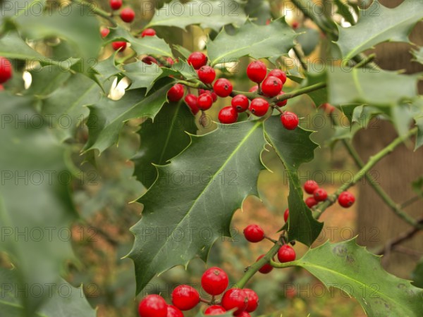 Ilex (Ilex aquifolium), leaf with red berries, Lower Rhine, North Rhine-Westphalia, Germany