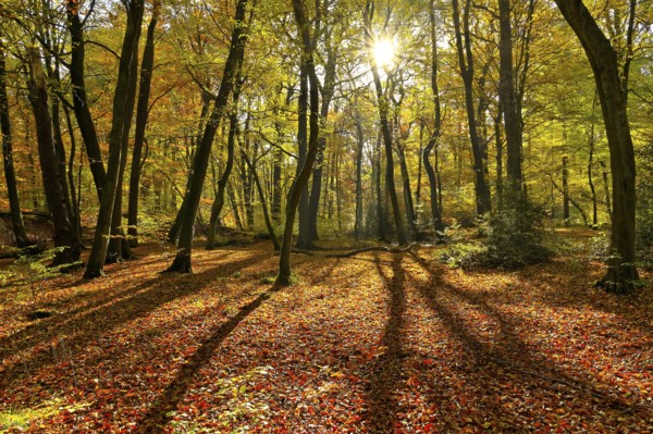 Autumnal beech forest (Fagus sylvatica) with sun, Oberhausen, Ruhr area, North Rhine-Westphalia, Germany
