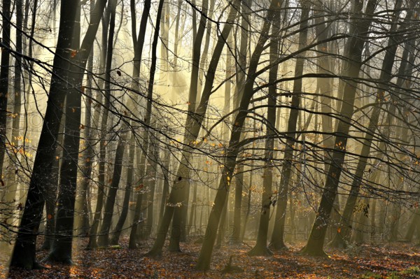 Autumnal beech forest (Fagus silvatica) with sunbeams, Lower Rhine, North Rhine-Westphalia, Germany