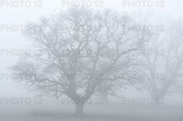 Bare whimsical oak (Quercus robur) in the fog, Lower Rhine, North Rhine-Westphalia, Germany