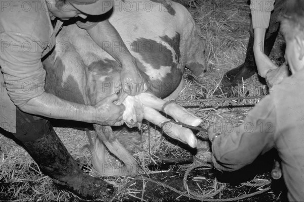 Cow birth with the help of a rope in a cowshed, black and white, Franconia, Bavaria, Germany