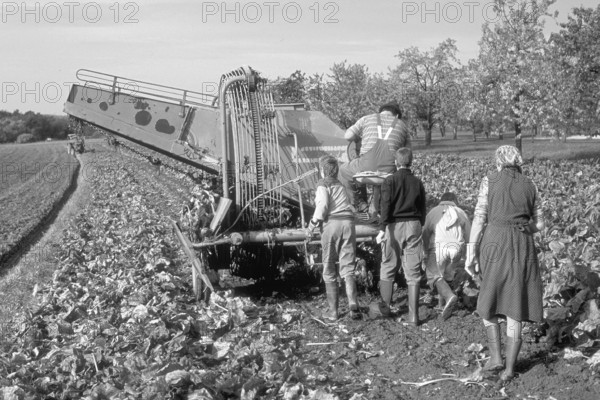 Beet harvest of a small farmer in the 1980s, black and white, Franconia Bavaria, Germany