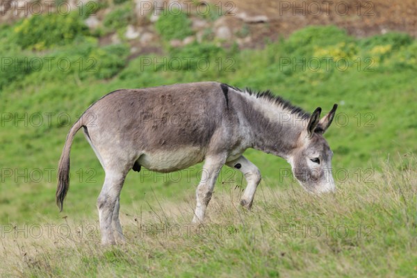 A male grey domestic donkey (Equus asinus) grazes in a green paddock
