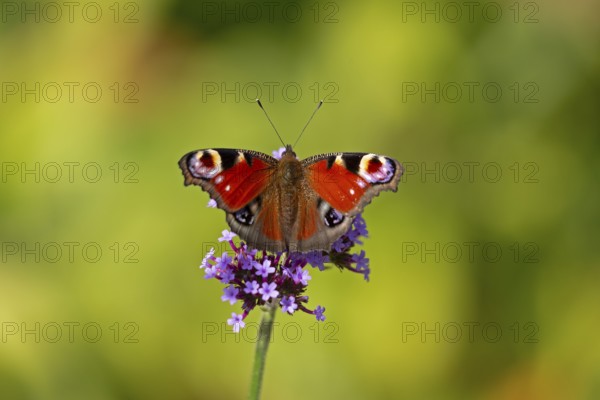 Butterfly, peacock butterfly (Aglais io), Purpletop vervain (Verbena bonariensis), Burgstemmen, Nordstemmen, Lower Saxony, Germany