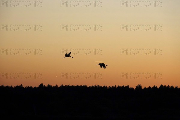 Flying cranes in front of a summer evening sky, Saxony, Germany
