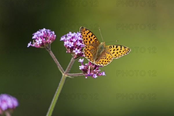 Butterfly, Small Pearl-bordered Fritillary (Issoria lathonia), Purpletop vervain (Verbena bonariensis), Burgstemmen, Nordstemmen, Lower Saxony, Germany