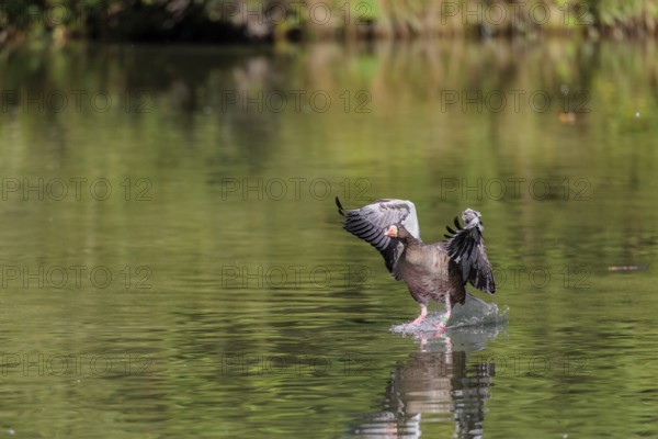 An adult greylag goose (Anser anser) lands on a lake on a sunny day. Bavaria, Germany