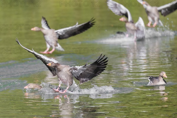 A flock of greylag geese (Anser anser) lands on a lake crowded with geese on a sunny day. One goose is pushed underwater by another goose landing. Bavaria, Germany