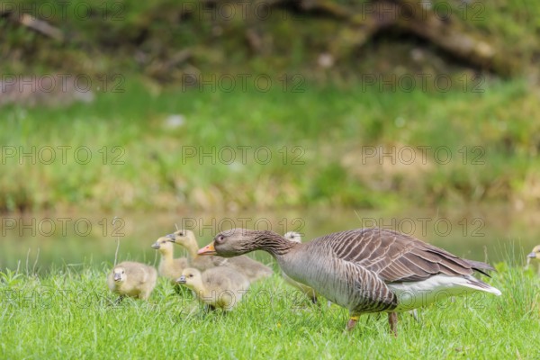 A couple of adult Greylag Goose (Anser anser) stands with their goslings on a green meadow. Bavaria, Germany