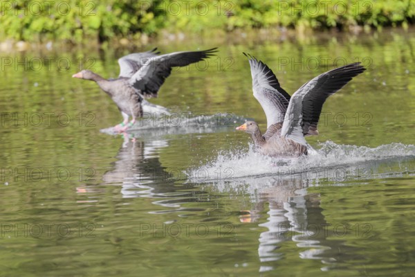 Two adult greylag geese (Anser anser) land on a lake on a sunny day. Bavaria, Germany