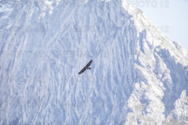 Bearded vulture (Gypaetus barbatus), Berchtesgaden, Alps, Bavaria, Germany