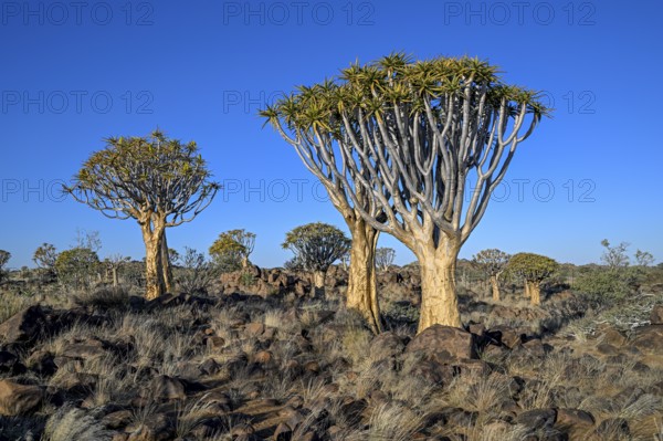 Quiver trees (Aloe dichotoma), quiver tree forest near Keetmanshoop, Karas Region, Namibia