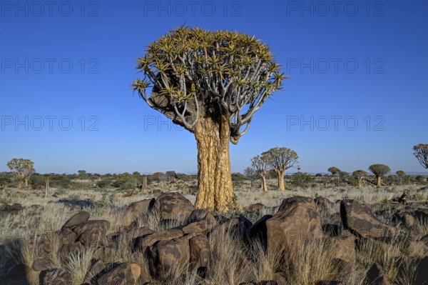 Quiver tree (Aloe dichotoma), quiver tree forest near Keetmanshoop, Karas Region, Namibia