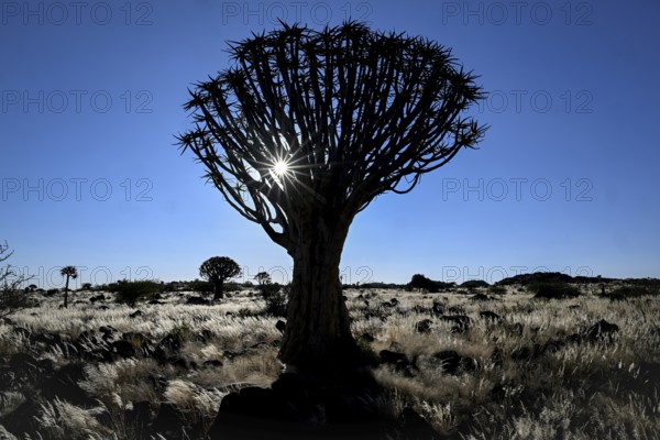 Quiver tree (Aloe dichotoma), blue hour, quiver tree forest near Keetmanshoop, Karas Region, Namibia