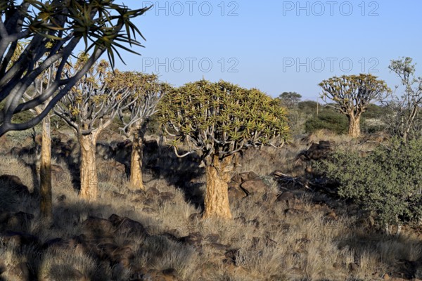 Quiver trees (Aloe dichotoma), quiver tree forest near Keetmanshoop, Karas Region, Namibia