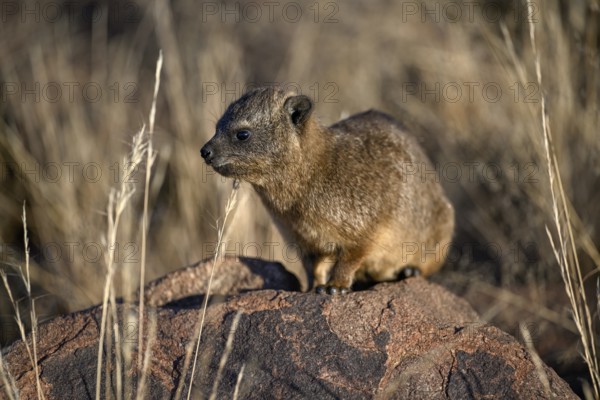 Klippschliefers (Procavia capensis), desert dormice or Klippdachs in the quiver tree forest near Keetmanshoop, Karas Region, Namibia