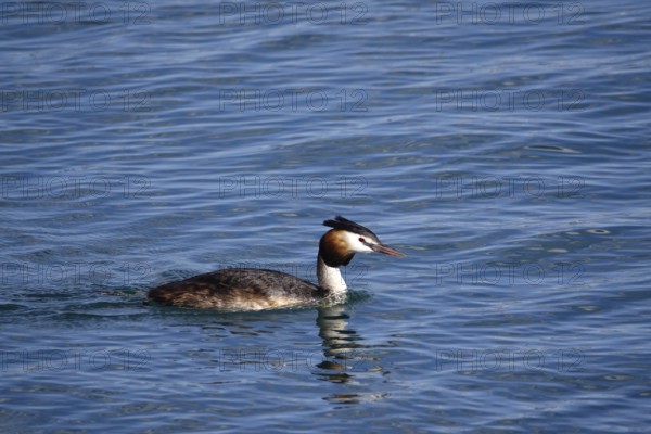 Great crested grebe (Podiceps ribbonfish) on a lake, summer, Germany