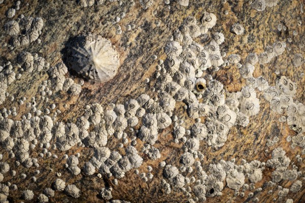 Limpet and barnacles (Patella vulgata, Semibalanus balanoides), rocks by the sea, Otroya or Otrøya Island, Møre og Romsdal, Norway