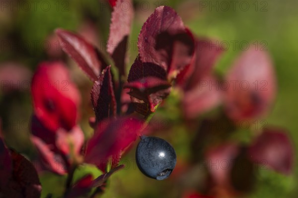 Close-up of ripe bilberry or blueberry (Vaccinium myrtillus) with autumnal red coloured leaves, Otroya or Otrøya island, Møre og Romsdal, Norway
