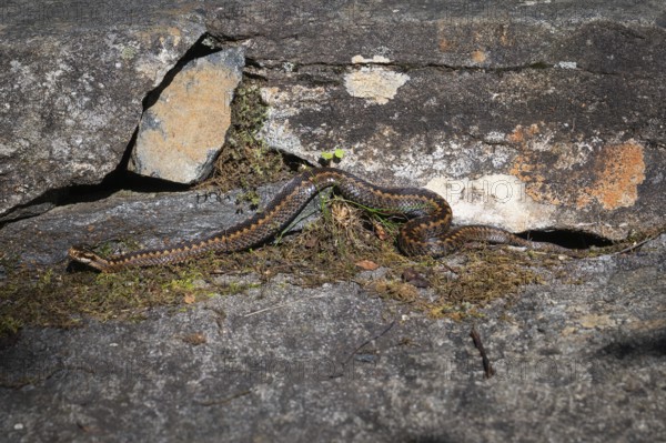 Large adder (Vipera berus) on rocks in the sun, Otroya or Otrøya island, Møre og Romsdal, Norway