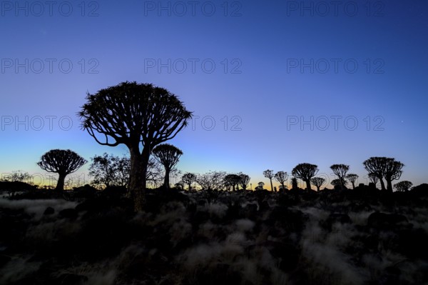 Quiver trees (Aloe dichotoma) under the starry sky, quiver tree forest near Keetmanshoop, Karas Region, Namibia