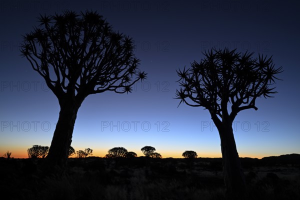 Quiver trees (Aloe dichotoma), blue hour, quiver tree forest near Keetmanshoop, Karas Region, Namibia