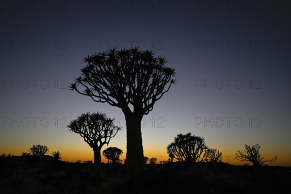 Quiver trees (Aloe dichotoma) in first daylight, quiver tree forest near Keetmanshoop, Karas Region, Namibia