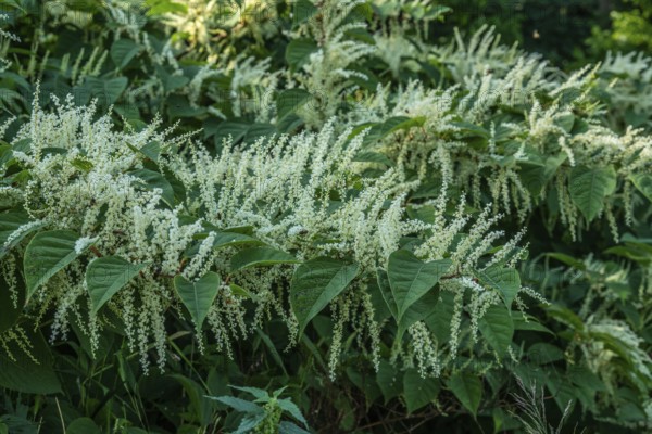 Flowering Japanese Knotweed (Fallopia Japonica), an invasive piece in a forest clearing in Ystad, Scania, Sweden, Scandinavia