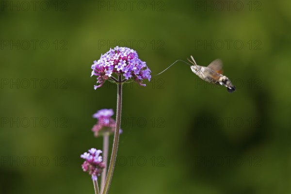 Butterfly, pigeon tail (Macroglossum stellatarum), also known as hummingbird butterfly or hummingbird hawk moth, Purpletop vervain (Verbena bonariensis), Burgstemmen, Nordstemmen, Lower Saxony, Germany