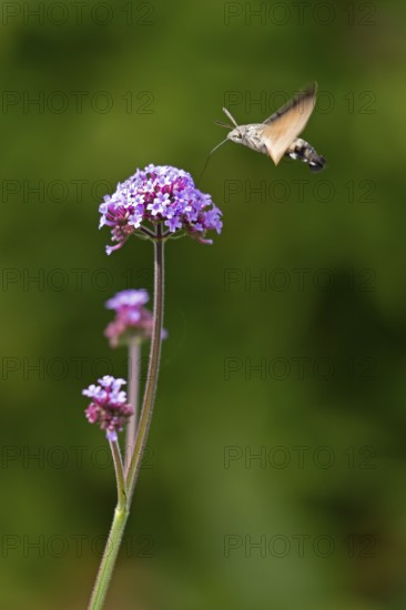 Butterfly, pigeon tail (Macroglossum stellatarum), also known as hummingbird butterfly or hummingbird hawk moth, Purpletop vervain (Verbena bonariensis), Burgstemmen, Nordstemmen, Lower Saxony, Germany
