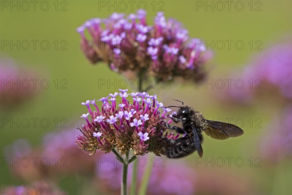 Wood bee (Xylocopa), Purpletop vervain (Verbena bonariensis), Burgstemmen, Nordstemmen, Lower Saxony, Germany