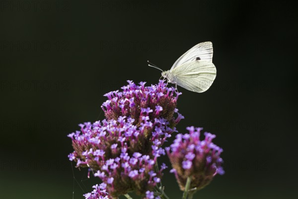 Butterfly, Cabbage butterfly (Pieris brassicae), Purpletop vervain (Verbena bonariensis), Burgstemmen, Nordstemmen, Lower Saxony, Germany