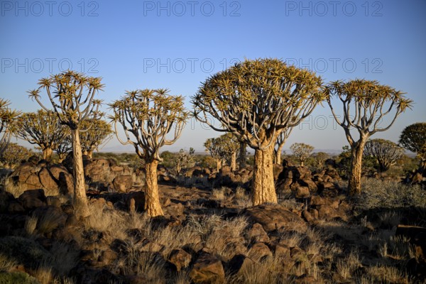 Quiver trees (Aloe dichotoma), quiver tree forest near Keetmanshoop, Karas Region, Namibia