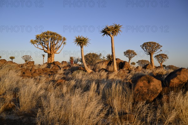 Quiver trees (Aloe dichotoma), quiver tree forest near Keetmanshoop, Karas Region, Namibia