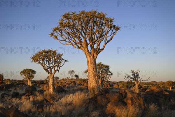Quiver trees (Aloe dichotoma), quiver tree forest near Keetmanshoop, Karas Region, Namibia