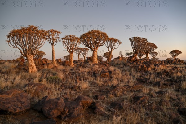 Quiver trees (Aloe dichotoma), quiver tree forest near Keetmanshoop, Karas Region, Namibia