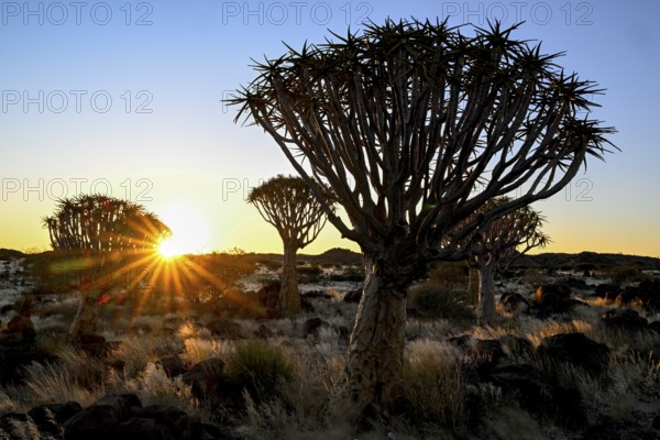 Quiver trees (Aloe dichotoma), blue hour, quiver tree forest near Keetmanshoop, Karas Region, Namibia