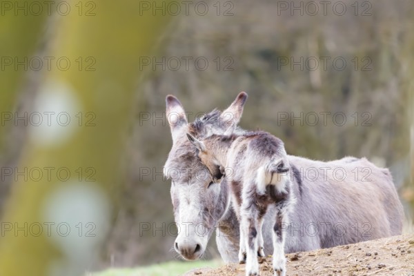 Friendship without borders. A domestic donkey (Equus asinus) and a Tauernschecke goat (Capra aegagrus hircus) cuddle together. Captive, Bavaria, Germany