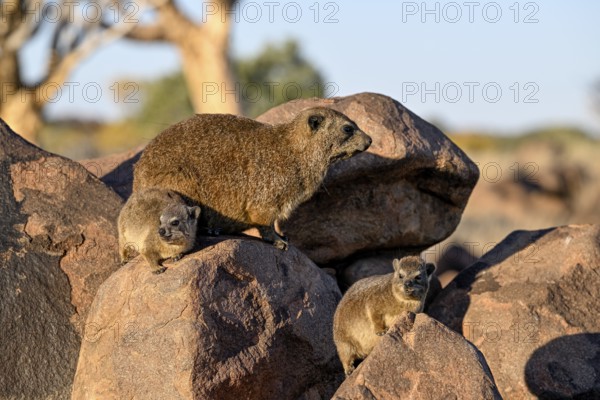 Klippschliefers (Procavia capensis), desert dormice or Klippdachs in the quiver tree forest near Keetmanshoop, Karas Region, Namibia
