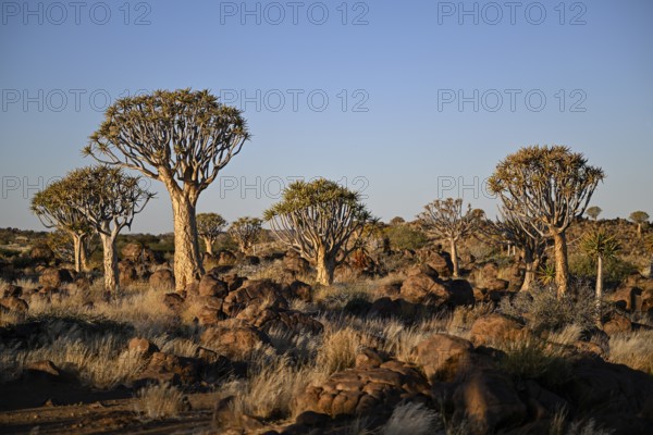 Quiver trees (Aloe dichotoma), quiver tree forest near Keetmanshoop, Karas Region, Namibia